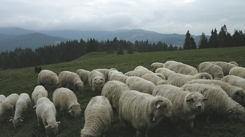 owce podhale