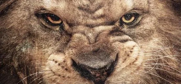 50 Cent "Animal Ambition" - recenzja!