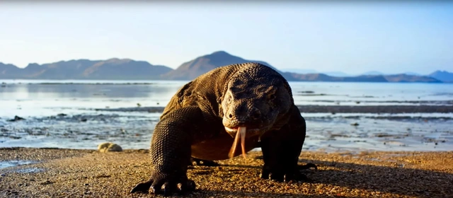 Zapowiada się największe widowisko tej zimy - "Planeta Ziemia II" w BBC Earth