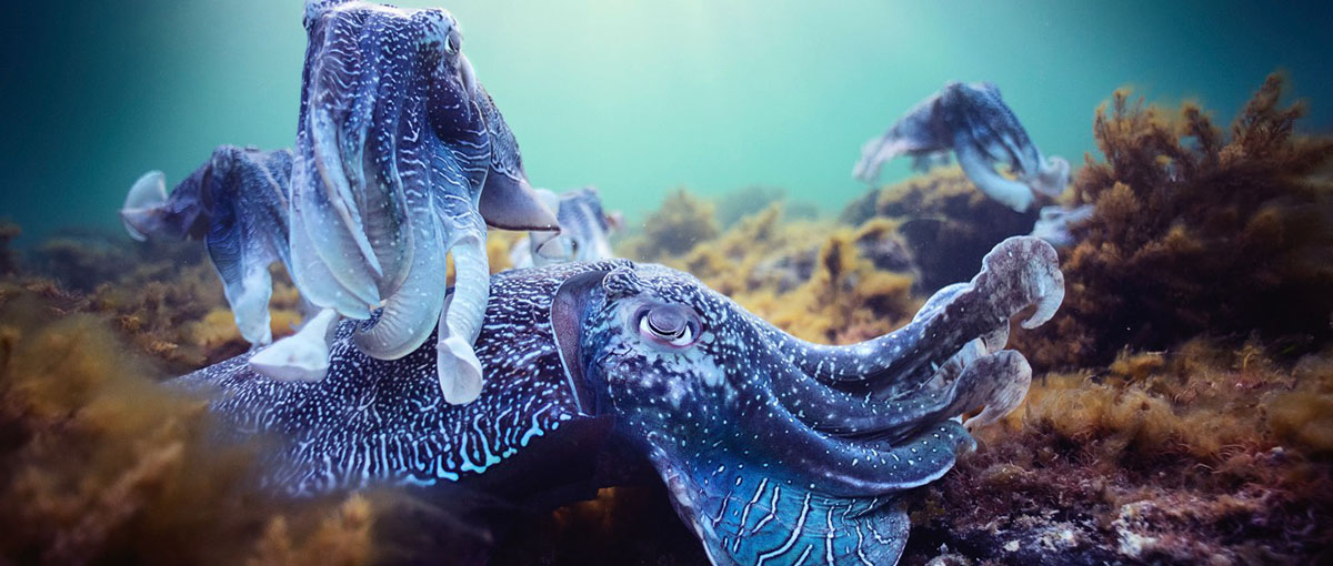 Blue Planet II Hans Zimmer Radiohead