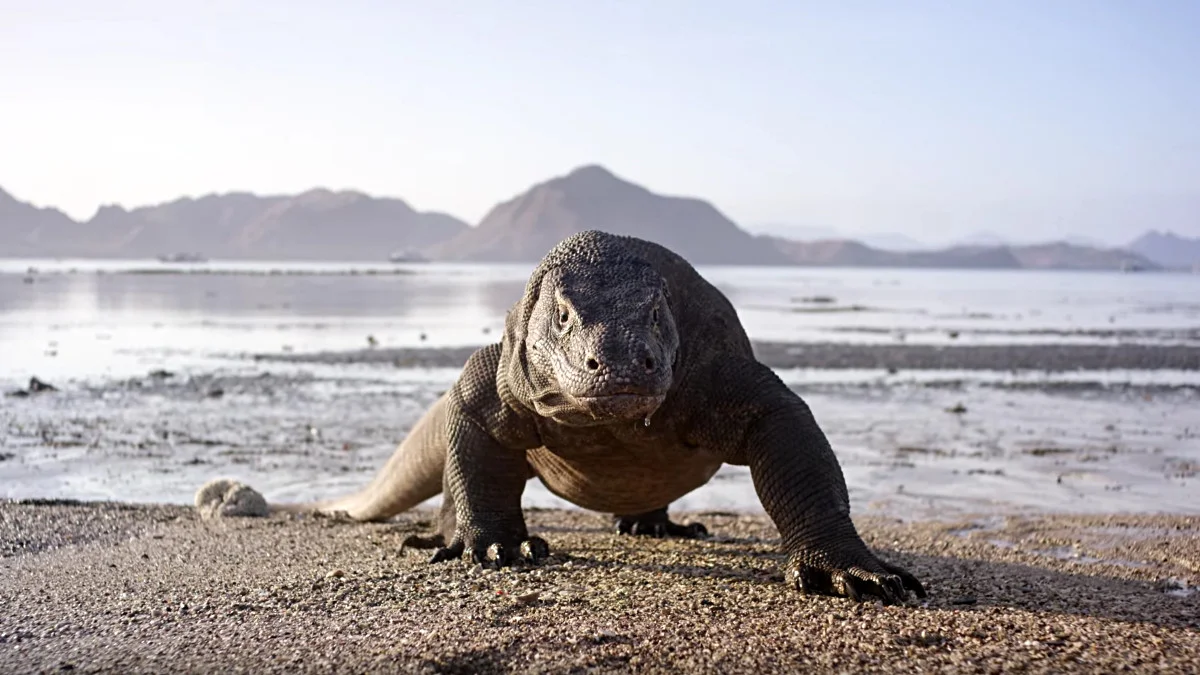 planeta ziemia ii bbc earth nc plus 4k