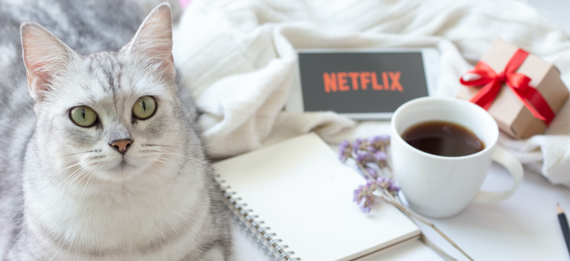 netflix premiery grudzien tarapaty 2