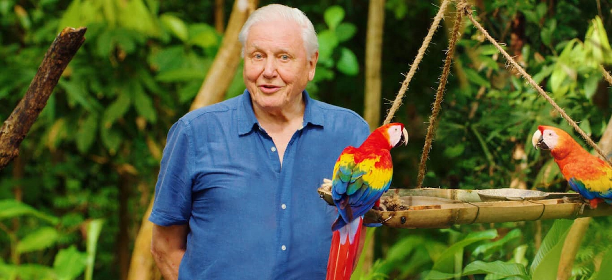 david attenborough netflix
