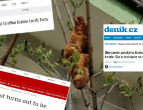 lagun kraków rogalik media