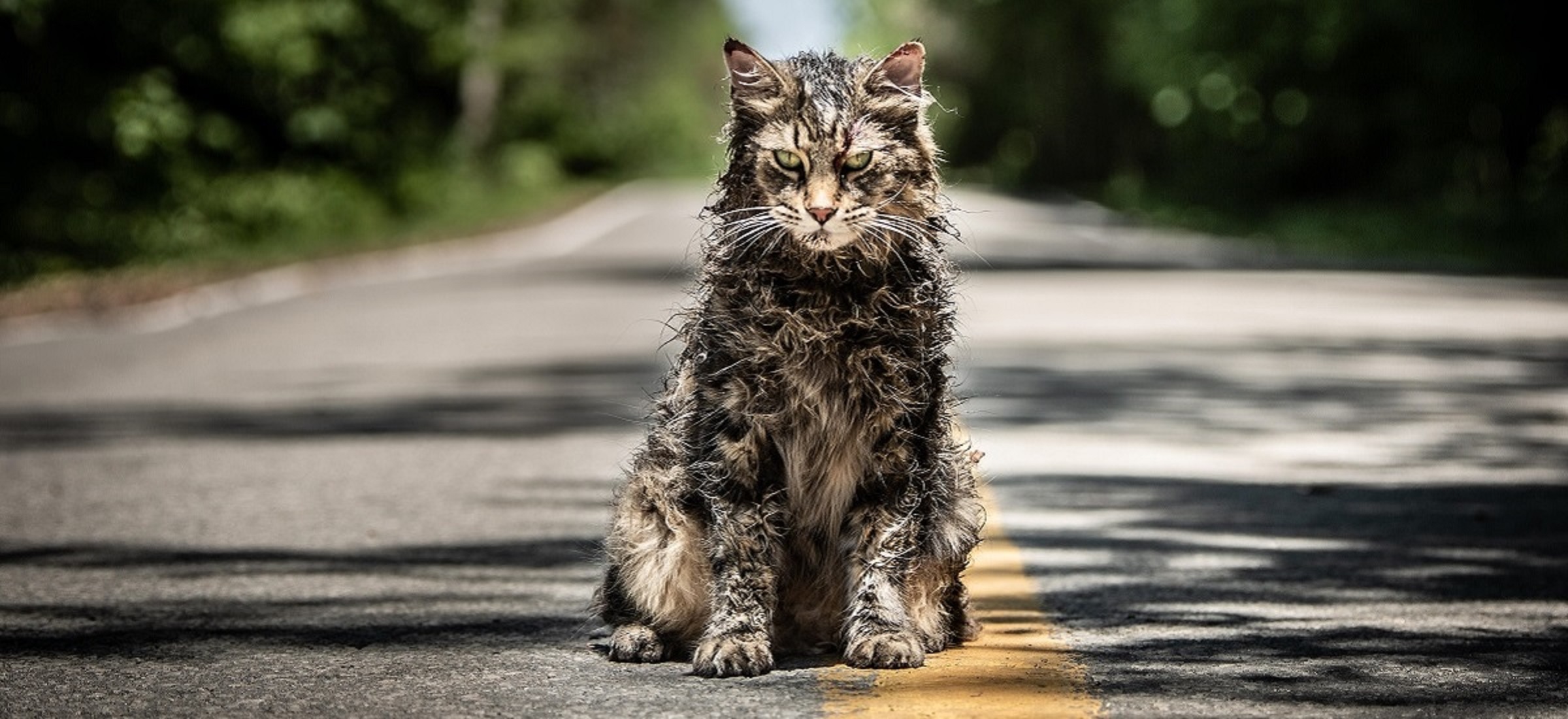 stephen king filmy