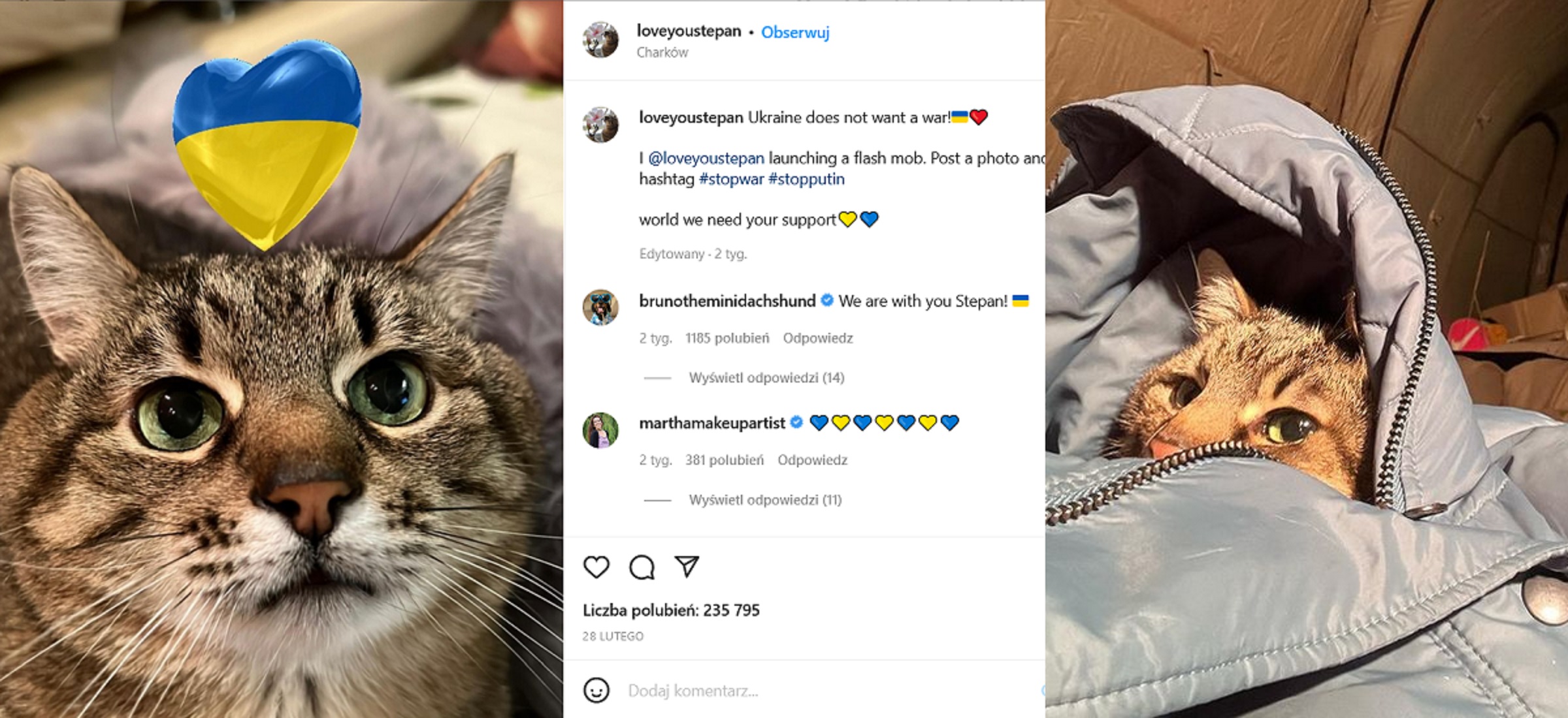 kot stepan instagram ukraina wojna influencerzy tikttok