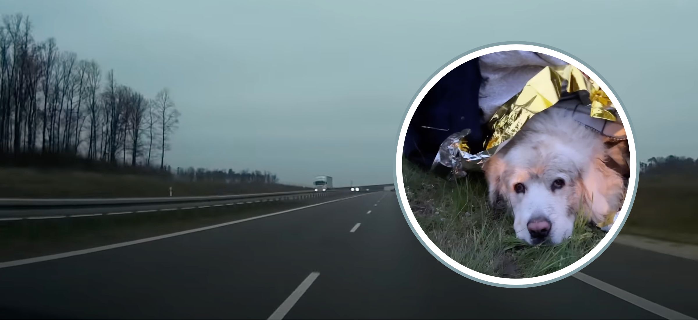 dioz pies autostrada drama zbiorka leczenie