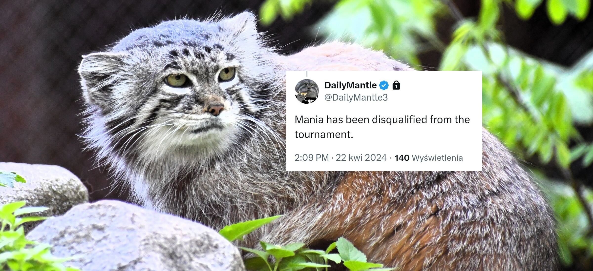 manul-world-cup-24-mania-dyskwalifikacja-dailymantle3-poznanskie-zoo
