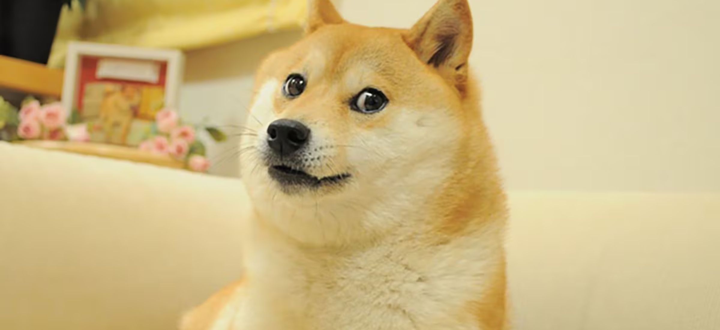 doge piesel nie zyje