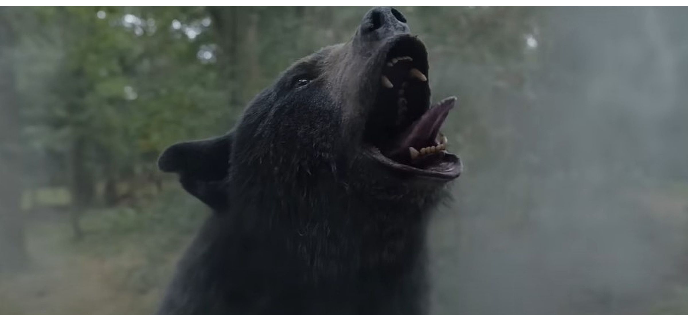 kokainowy miś gdzie obejrzeć film online amazon prime video