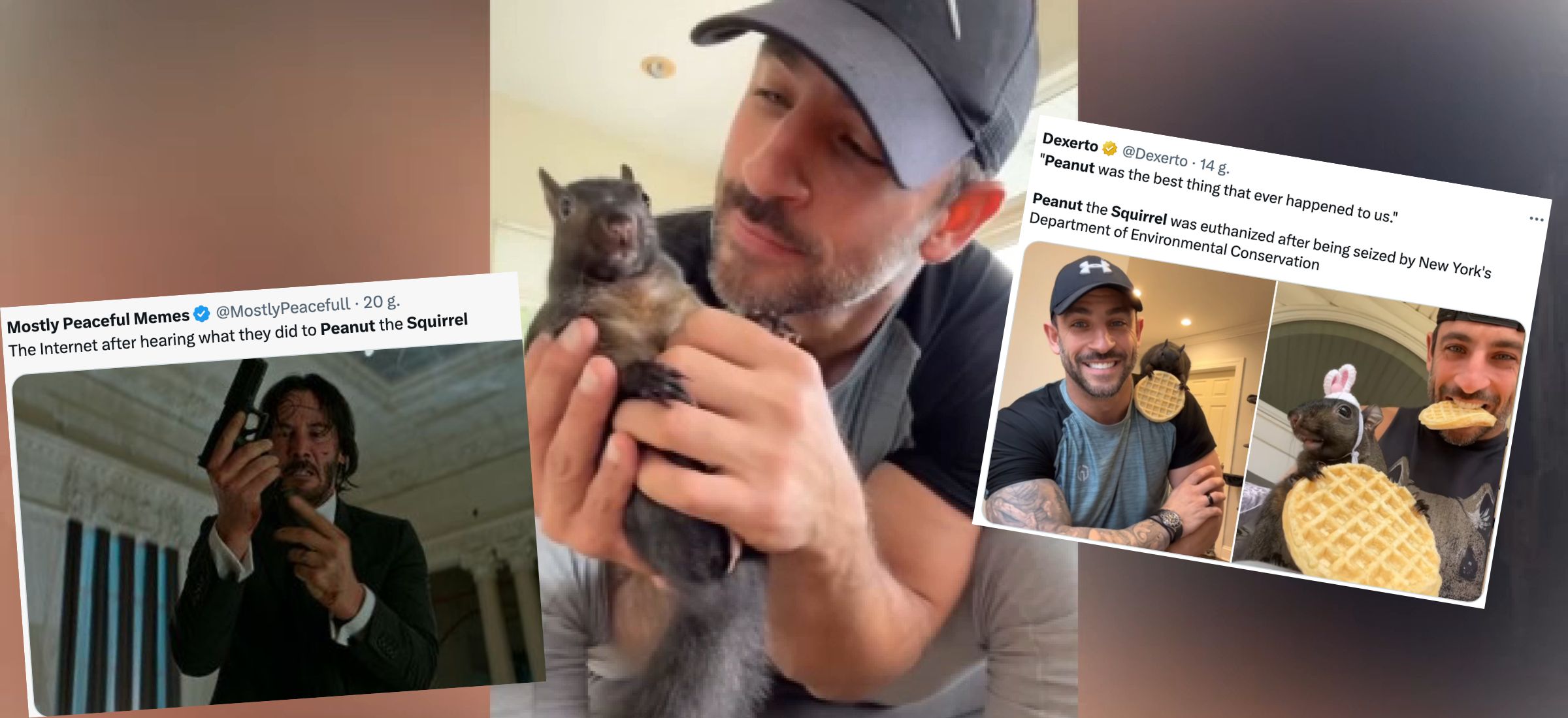 peanut wiewiórka o co chodzi the squirrel instagram