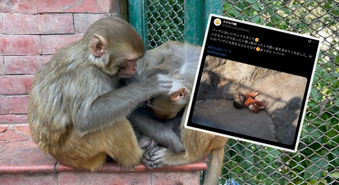 Image for Punch i jego maskotka. Co dalej z małpką, która doprowadziła świat do łez?