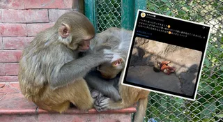 Punch i jej maskotka. Co dalej z małpką, która doprowadziła świat do łez?