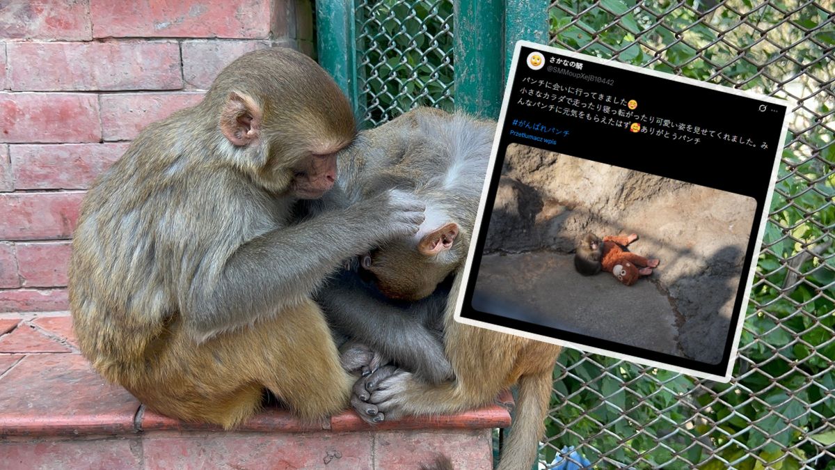 Punch i jego maskotka. Co dalej z małpką, która doprowadziła świat do łez?