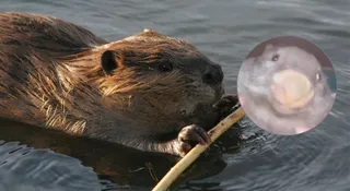 Węgrzy po wyborach skojarzyli Polskę z bobrem. Tak, z bobrem z mema