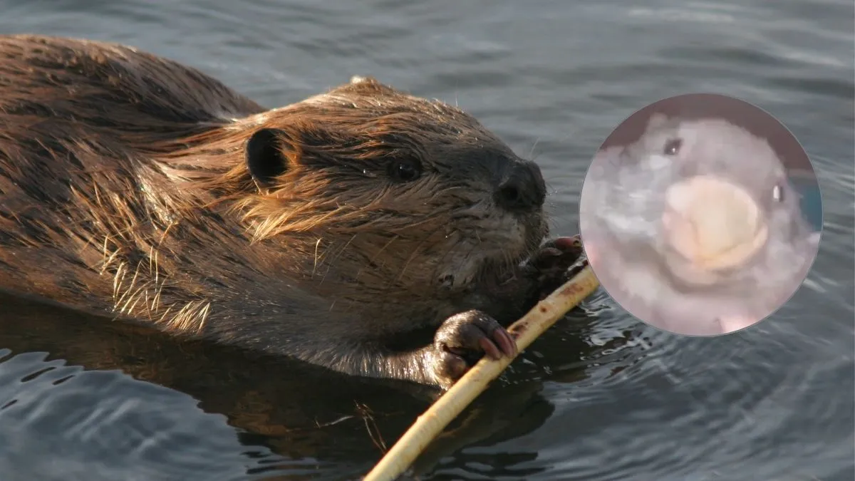 Węgrzy po wyborach skojarzyli Polskę z bobrem. Tak, z bobrem z mema