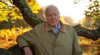David Attenborough nie może bawić się Lego. BBC uczciło jego urodziny