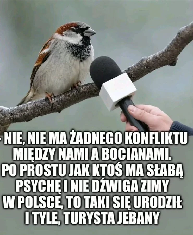 miniatura zdjęcia